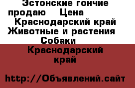 Эстонские гончие продаю. › Цена ­ 10 000 - Краснодарский край Животные и растения » Собаки   . Краснодарский край